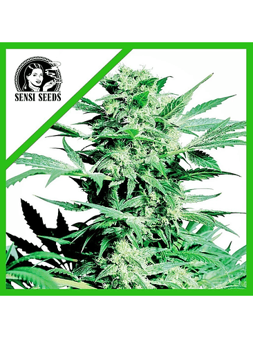 SHIVA SKUNK  AUTO X3-SENSI SEEDS 1