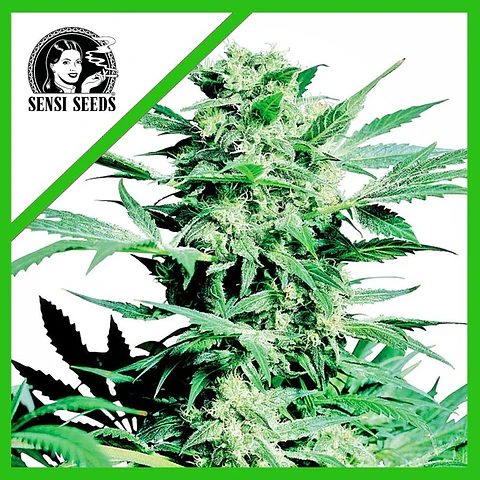Shiva Skunk  Auto X3-Sensi Seeds