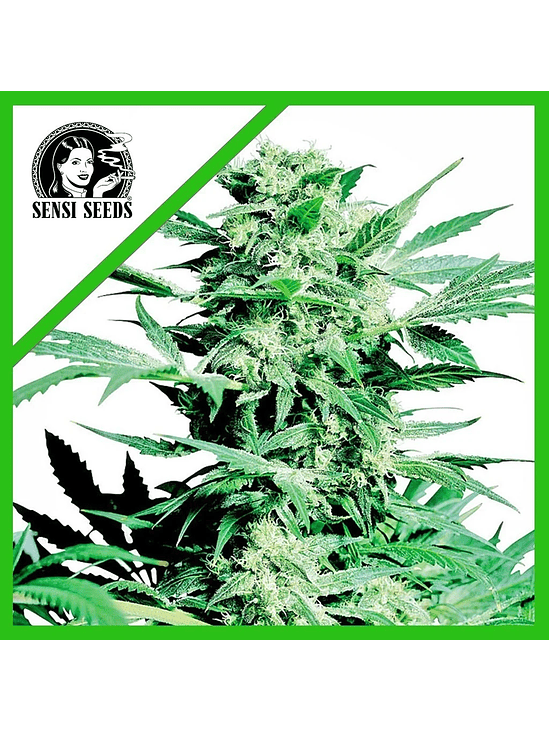 SHIVA SKUNK  AUTO X3-SENSI SEEDS 1