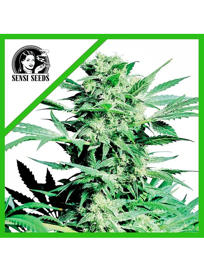 Shiva Skunk  Auto X3-Sensi Seeds 1