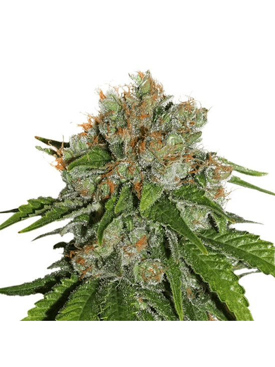 AMNESIA  AUTO X3-SEEDSTOCKERS 1