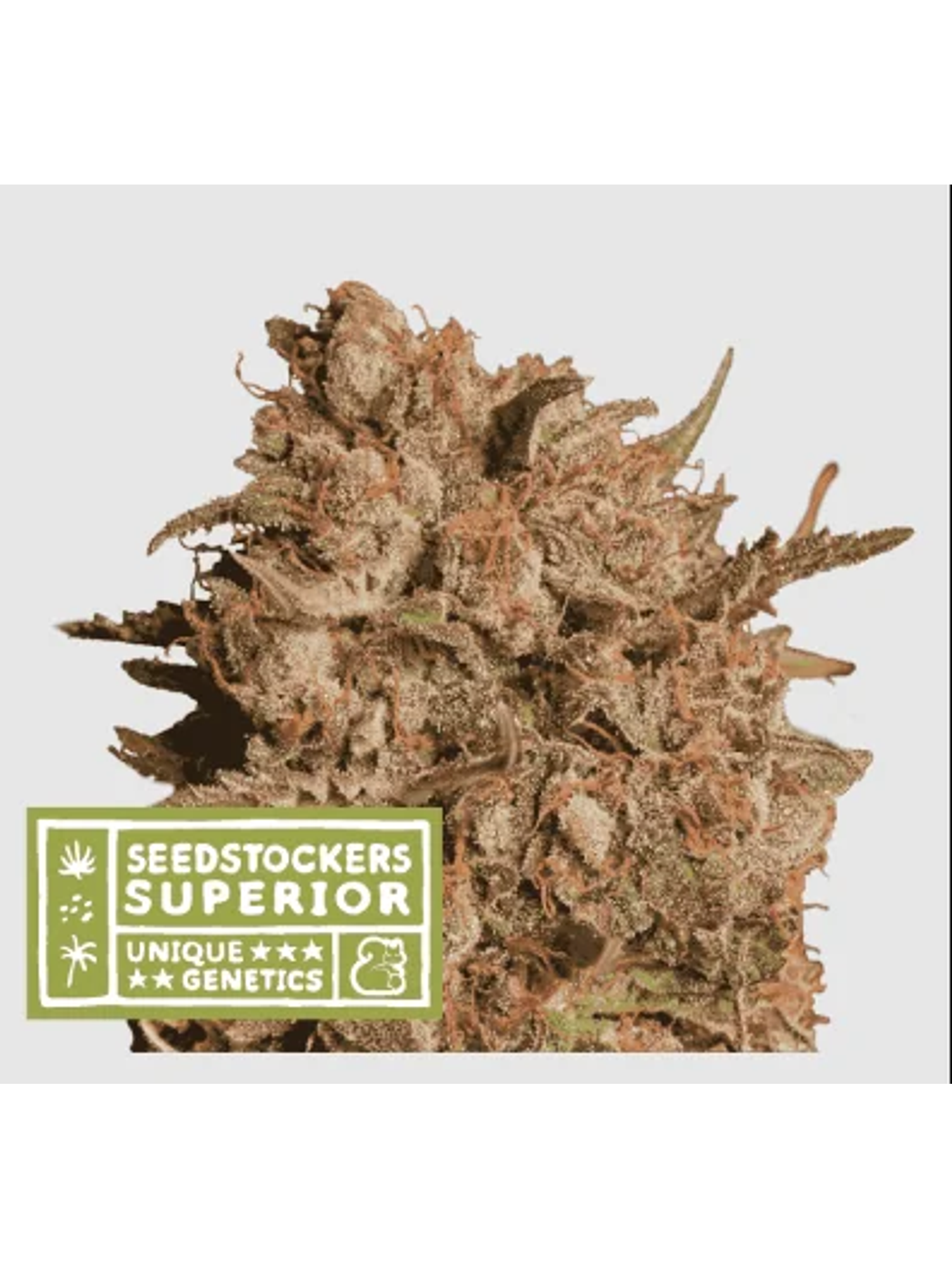 Apollo Black Cherry Auto X3 Sup-Seedstockers 1