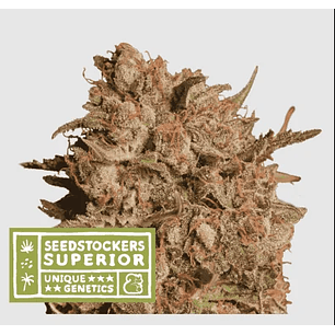 APOLLO BLACK CHERRY AUTO X3 SUP-SEEDSTOCKERS