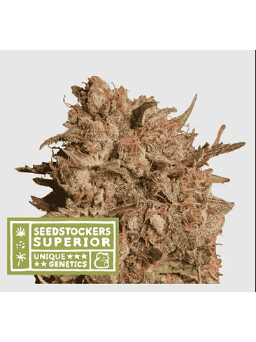 APOLLO BLACK CHERRY AUTO X3 SUP-SEEDSTOCKERS 1