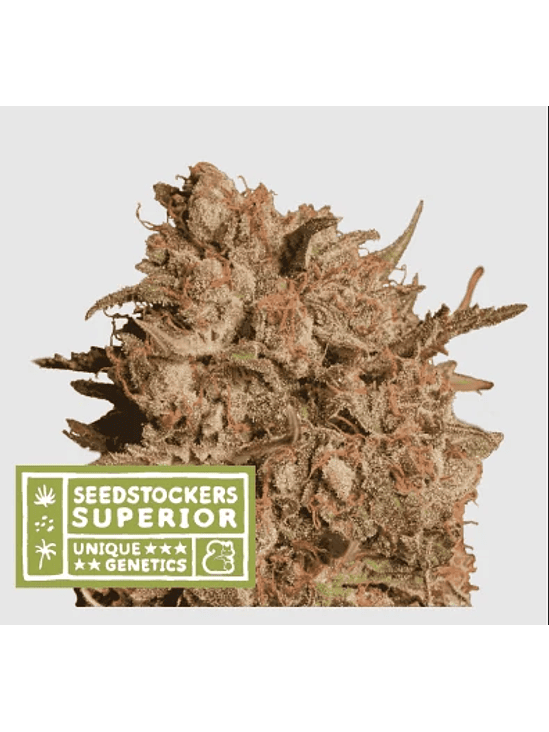 APOLLO BLACK CHERRY AUTO X3 SUP-SEEDSTOCKERS 1