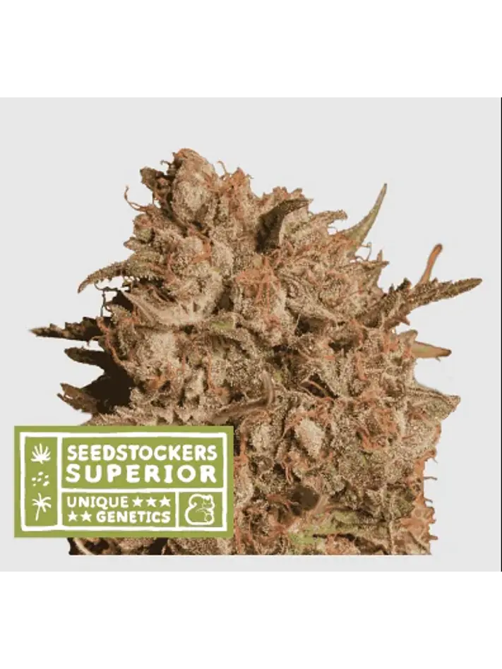 Apollo Black Cherry Auto X3 Sup-Seedstockers 1