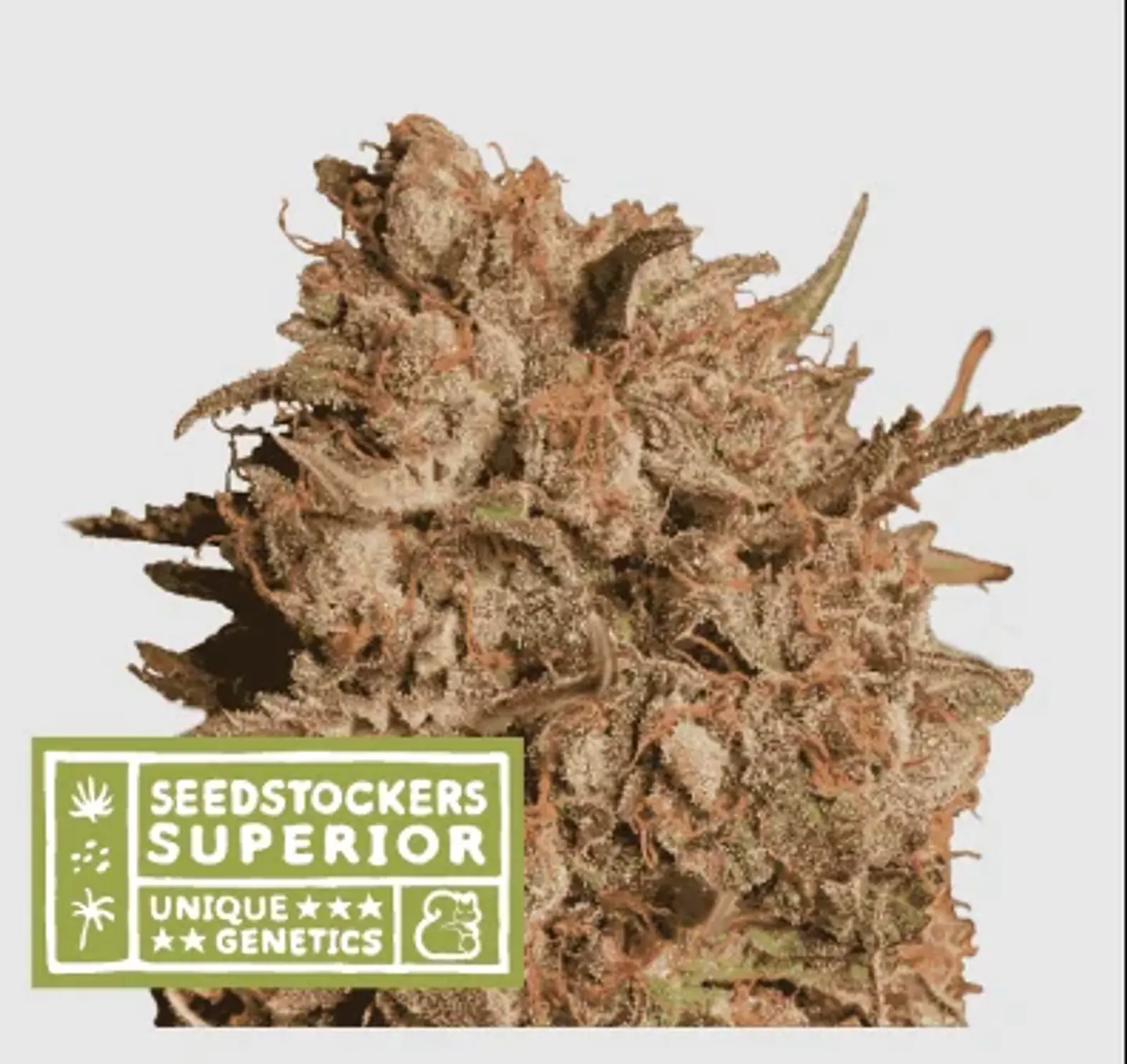 Apollo Black Cherry Auto X3 Sup-Seedstockers 1