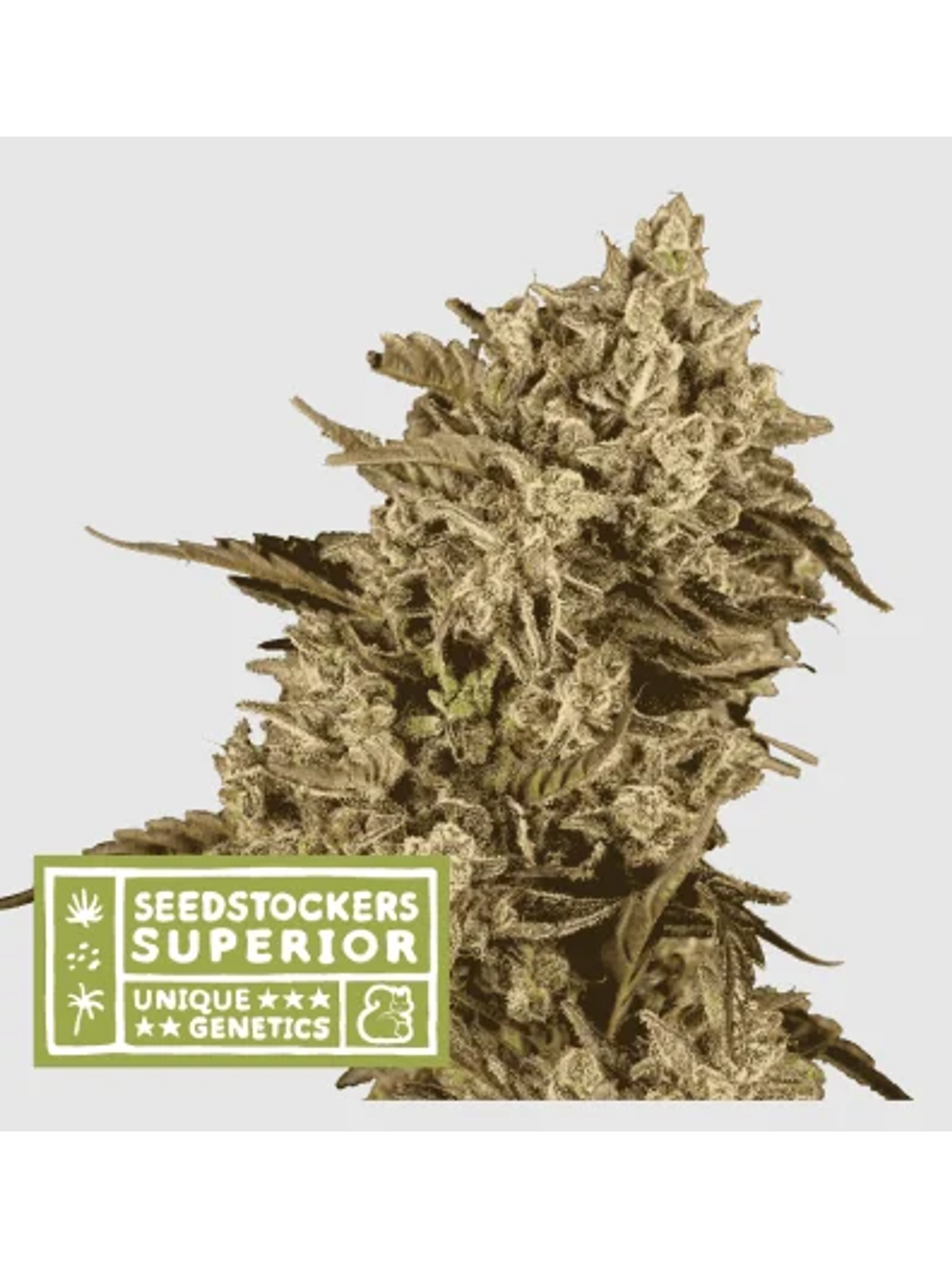 Apollo Black Cherry Fem X3 Sup-Seedstockers 1