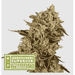 APOLLO BLACK CHERRY FEM X3 SUP-SEEDSTOCKERS