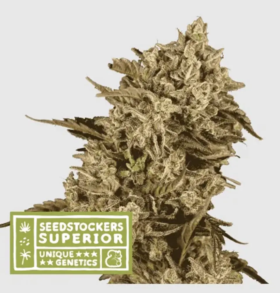 Apollo Black Cherry Fem X3 Sup-Seedstockers 1
