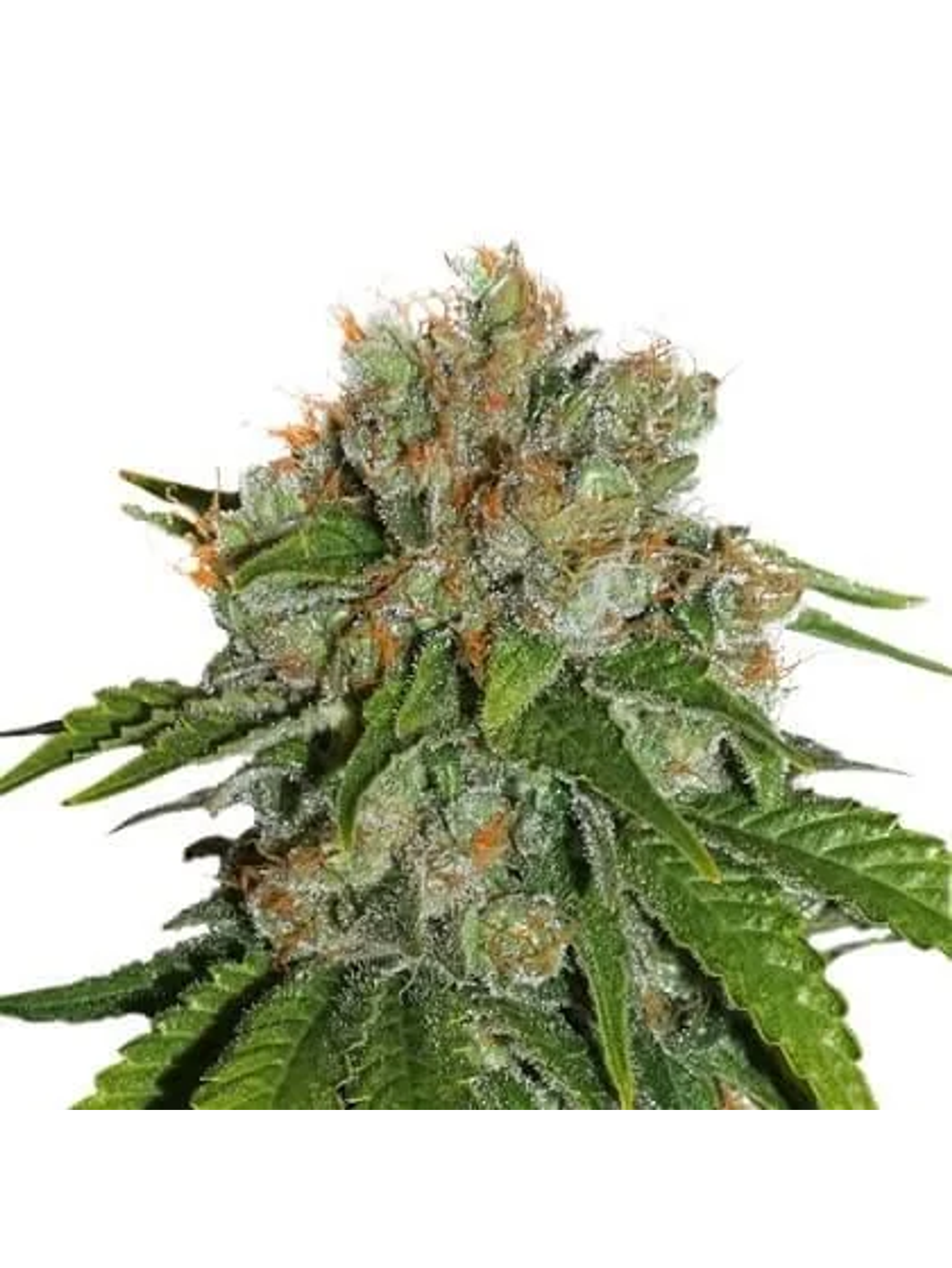 Amnesia Fem -Seedstockers (X100/X3) 1