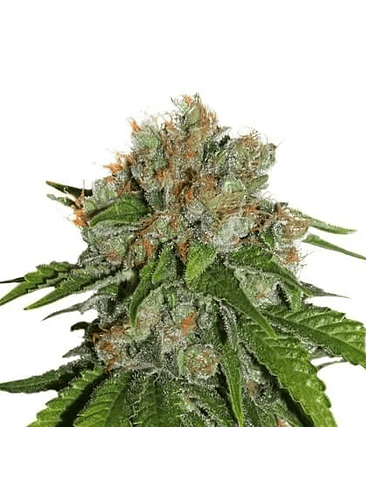 AMNESIA FEM X3-SEEDSTOCKERS 1