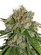 Amnesia Fem X3-Seedstockers - Miniatura 1