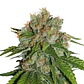 Amnesia Fem -Seedstockers (X100/X3) - Miniatura 1