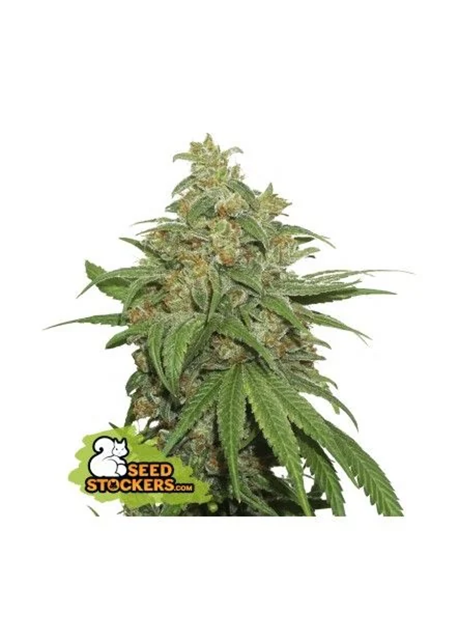 Ak420  Auto X3-Seedstockers 1