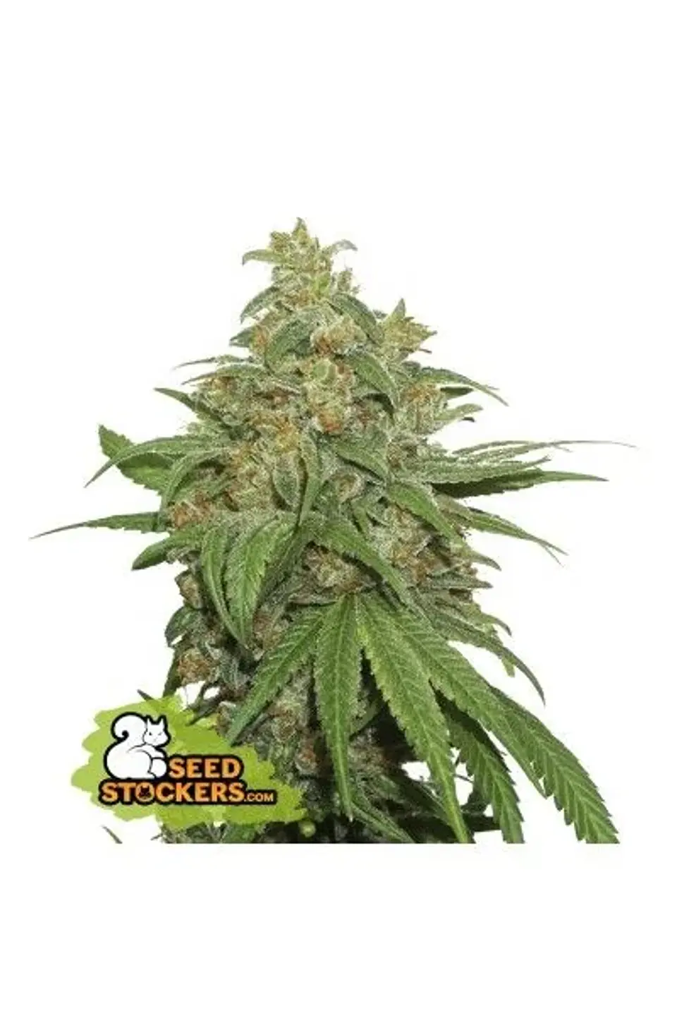 Ak420  Auto X3-Seedstockers 1
