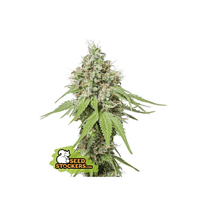Ak420 Fem X3+2-Seedstockers