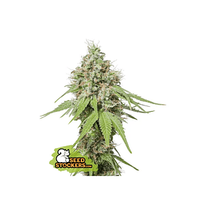 AK420 FEM X3+2-SEEDSTOCKERS