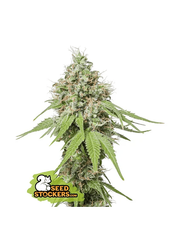 AK420 FEM X3+2-SEEDSTOCKERS 1