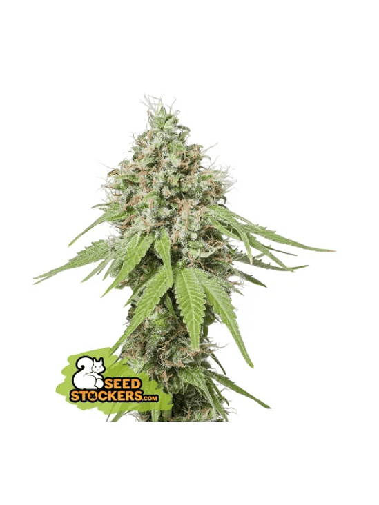 AK420 FEM X3+2-SEEDSTOCKERS 1