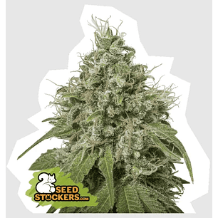 AMNESIA FEM X100-SEEDSTOCKERS