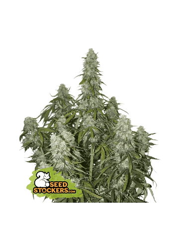 BIG BUD AUTO X3-SEEDSTOCKERS 1