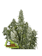 Big Bud Auto X3-Seedstockers - Miniatura 1