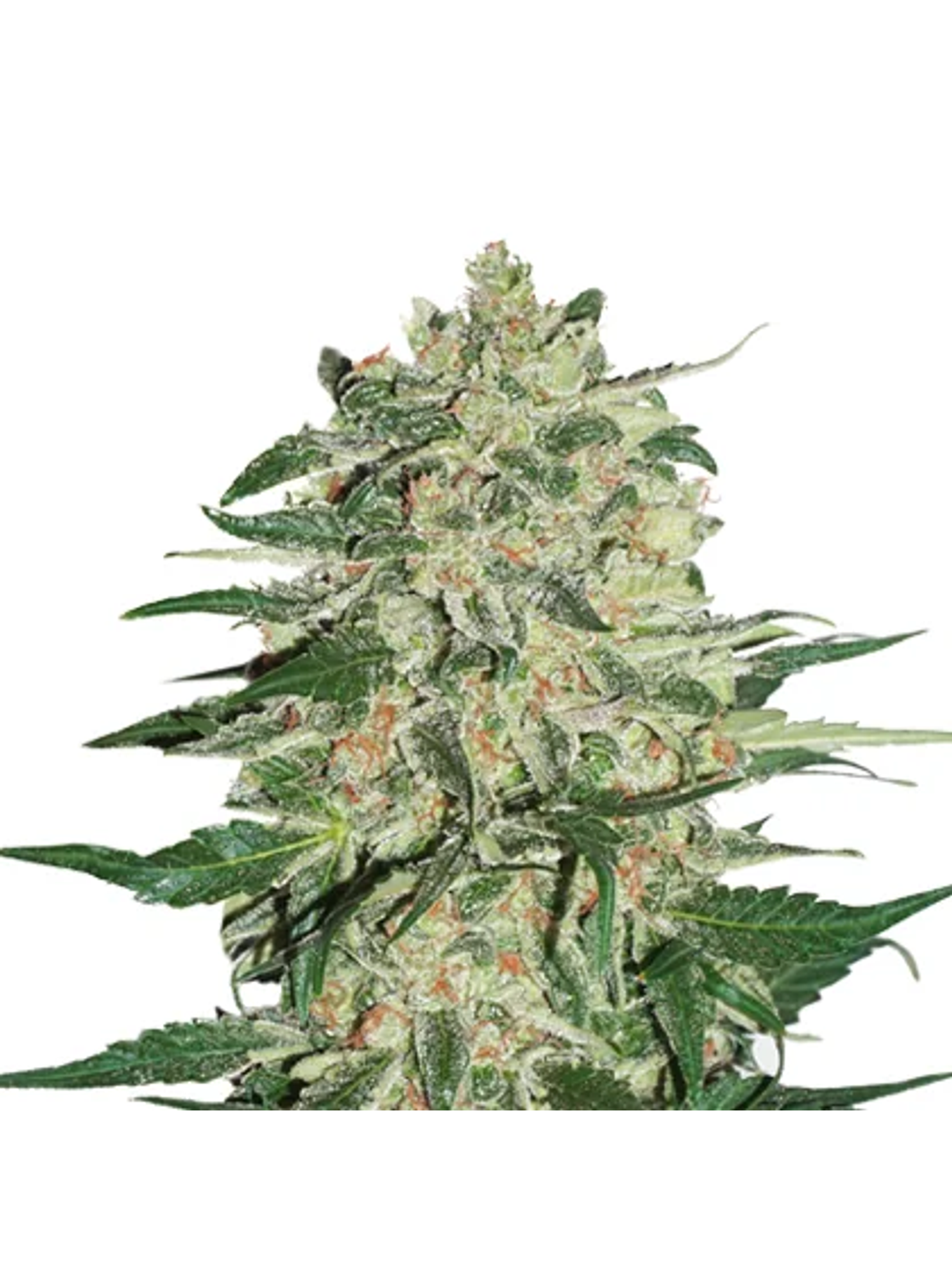 Big Bud Fem -Seedstockers (X100/X3) 1