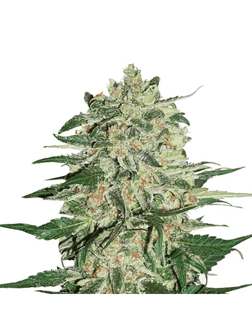 BIG BUD  FEM X3-SEEDSTOCKERS 1