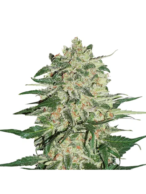 Big Bud Fem -Seedstockers (X100/X3) 1