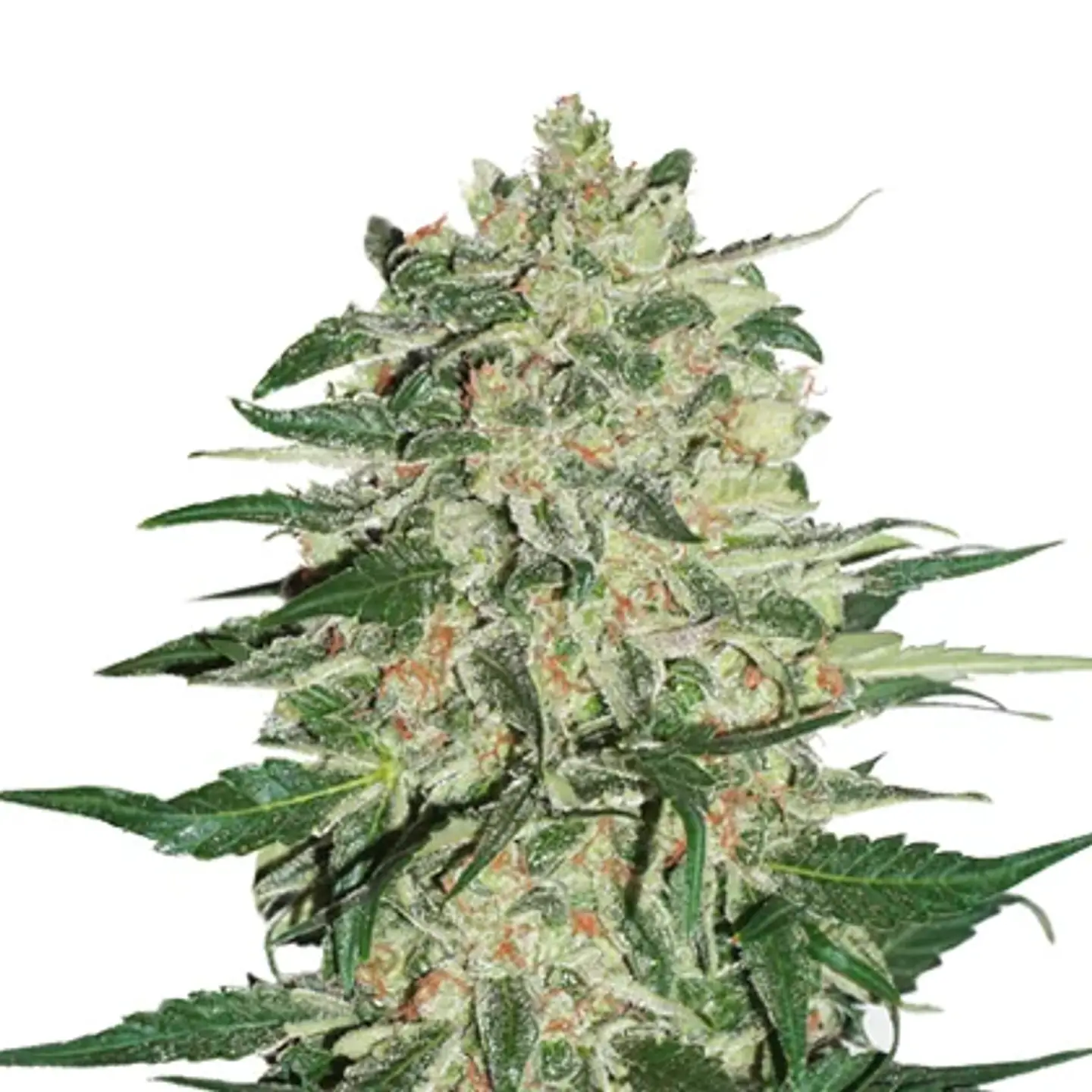 Big Bud Fem -Seedstockers (X100/X3) 1