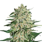 Big Bud Fem -Seedstockers (X100/X3) - Miniatura 1