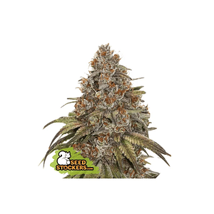 Blackberry Gum  Auto X3-Seedstockers