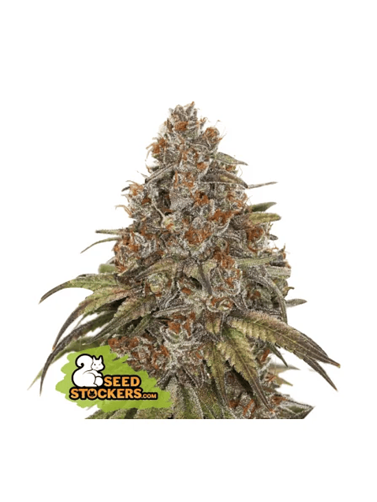 BLACKBERRY GUM  AUTO X3-SEEDSTOCKERS 1