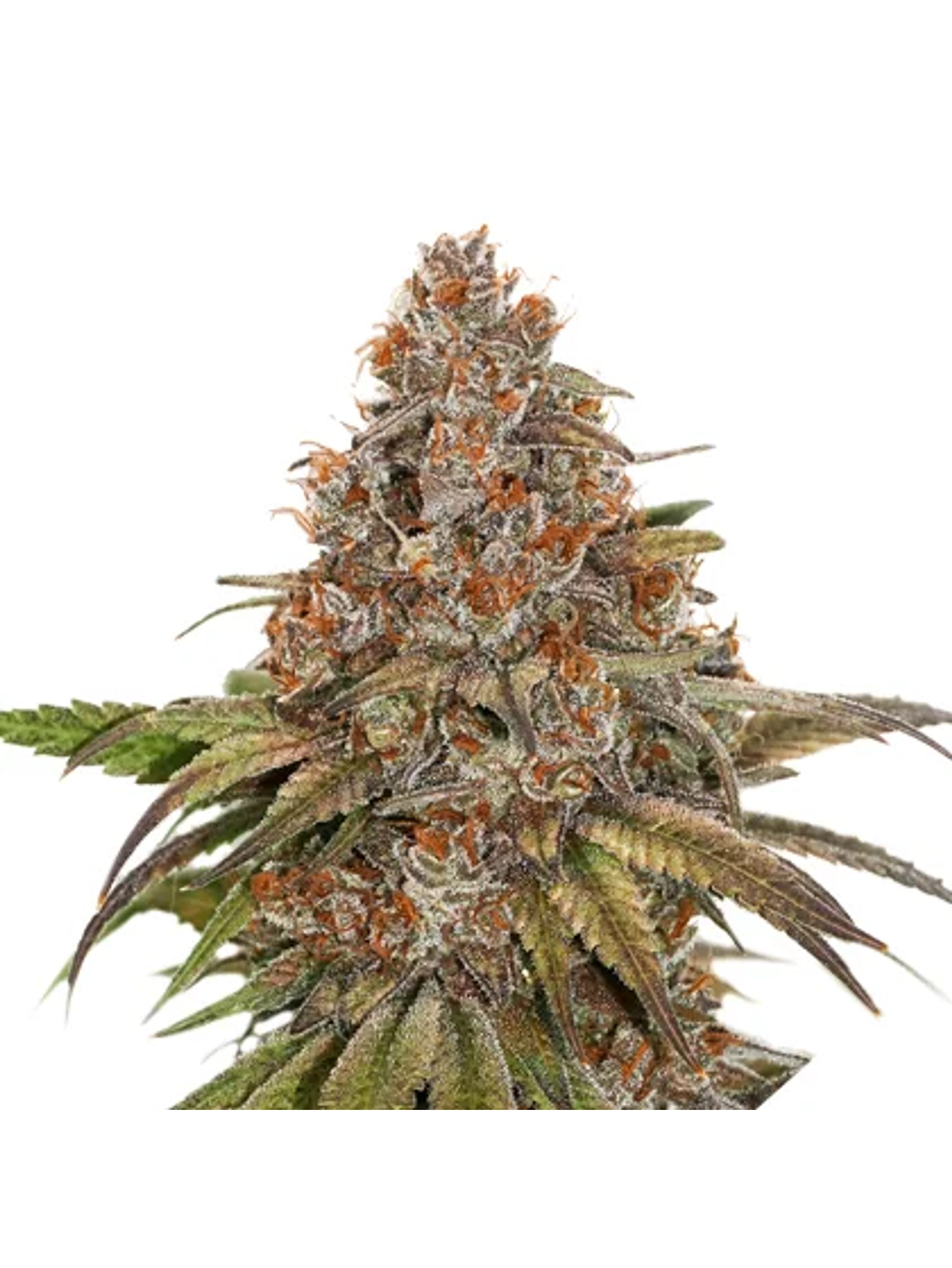 Blackberry Gum Fem X3-Seedstockers 1