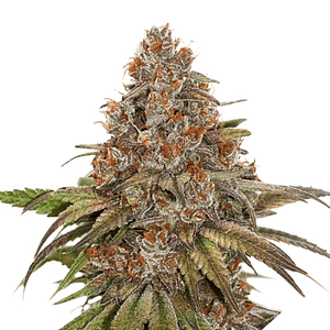 Blackberry Gum  Fem X3-Seedstockers