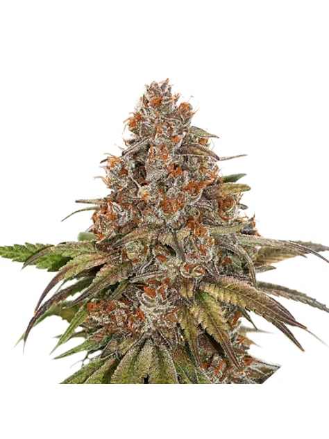 Blackberry Gum Fem X3-Seedstockers 1