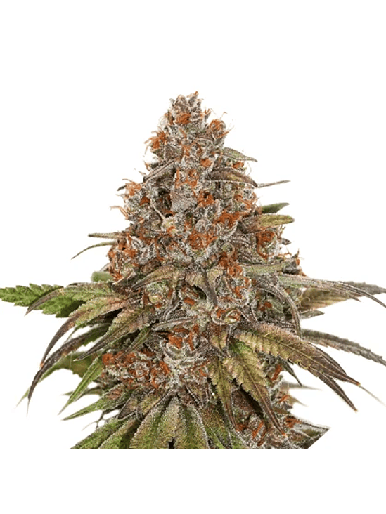 BLACKBERRY GUM  FEM X3-SEEDSTOCKERS 1