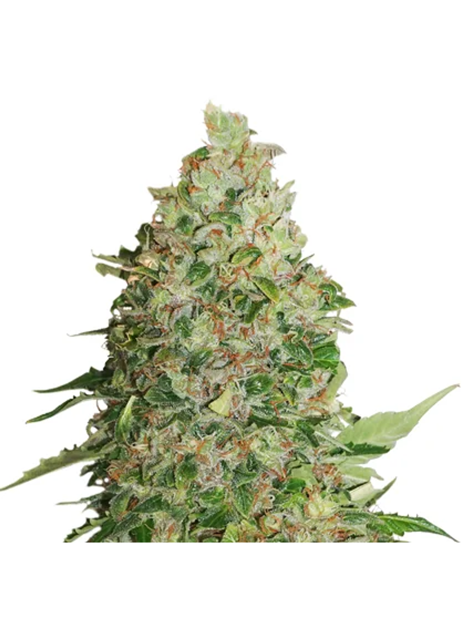 Bcn Critical Fem X3-Seedstockers 1