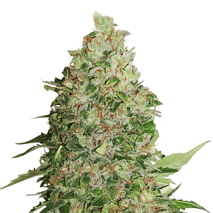 BCN CRITICAL FEM X3-SEEDSTOCKERS