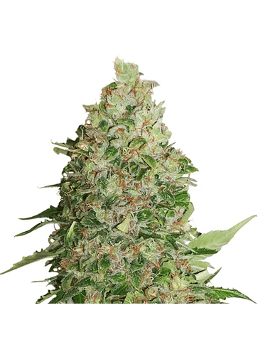 BCN CRITICAL FEM X3-SEEDSTOCKERS 1