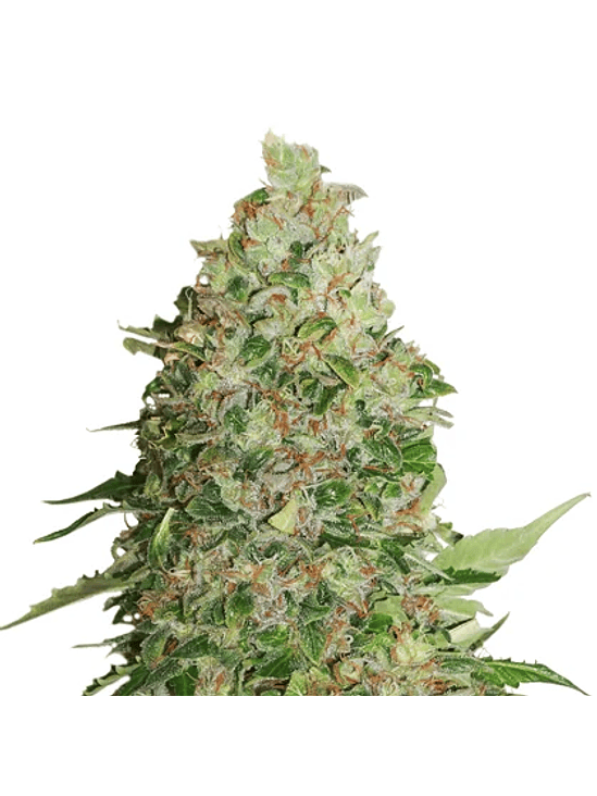 BCN CRITICAL FEM X3-SEEDSTOCKERS 1