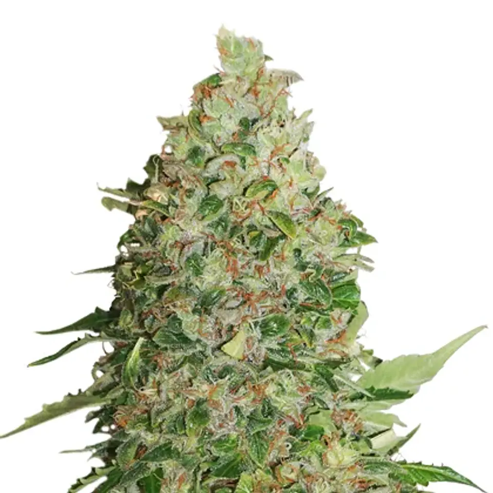 Bcn Critical Fem X3-Seedstockers 1