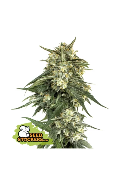 Bcn Critical Xxl Fast Fem X3-Seedstockers 1