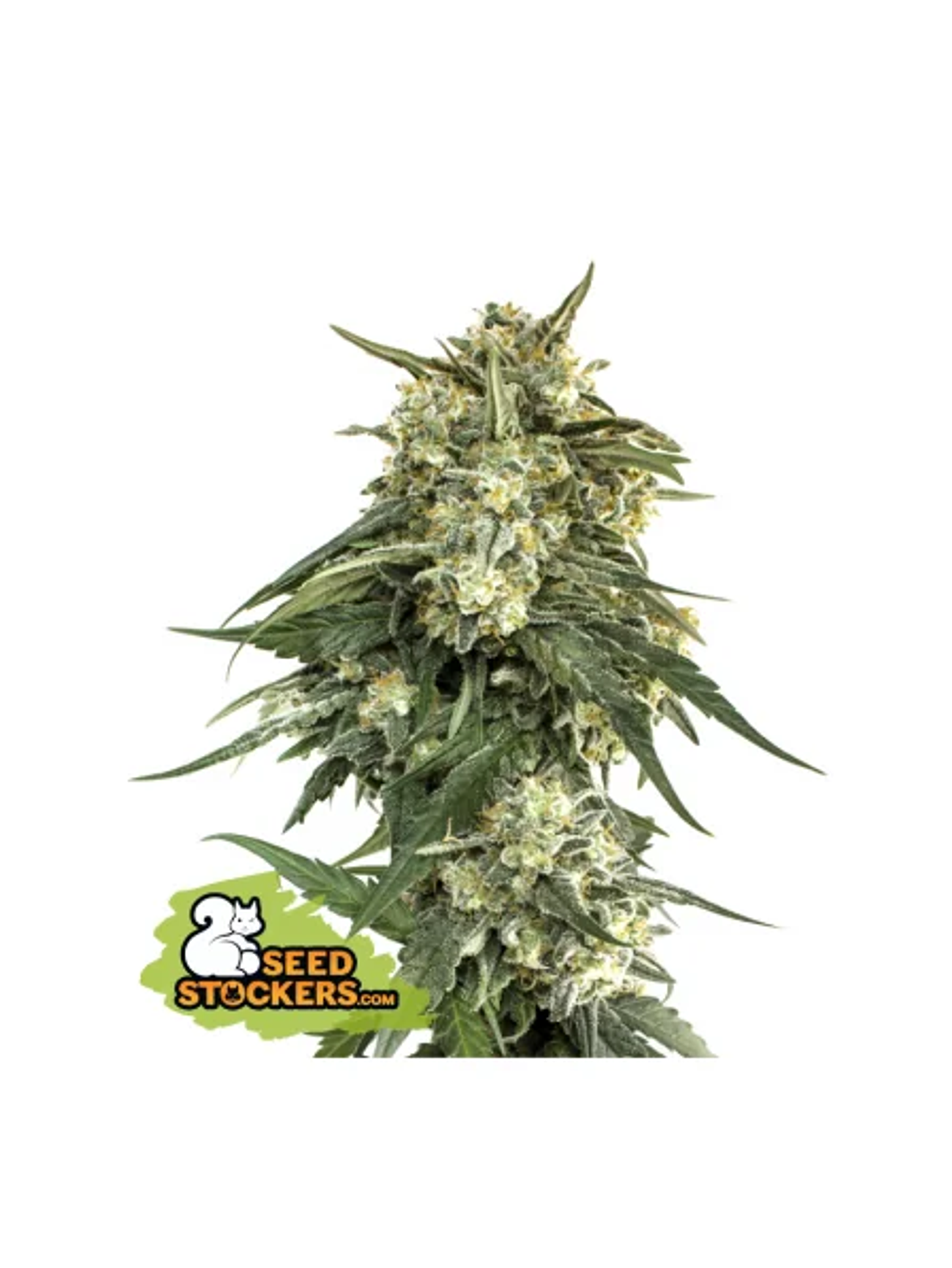 Bcn Critical Xxl Fast Fem X3-Seedstockers 1