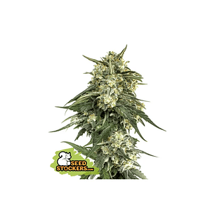 BCN CRITICAL XXL FAST FEM X3-SEEDSTOCKERS