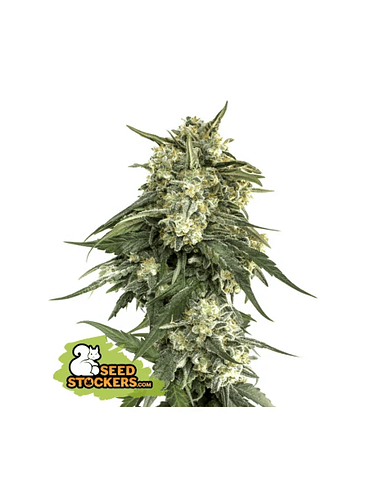 BCN CRITICAL XXL FAST FEM X3-SEEDSTOCKERS 1