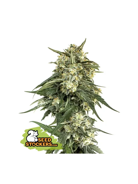 Bcn Critical Xxl Fast Fem X3-Seedstockers 1