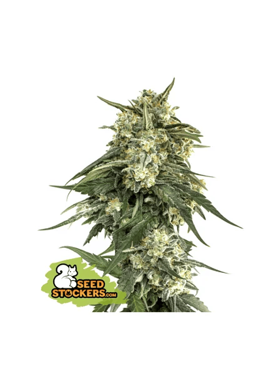 BCN CRITICAL XXL FAST FEM X3-SEEDSTOCKERS 1
