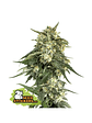 BCN CRITICAL XXL FAST FEM X3-SEEDSTOCKERS - Miniatura 1
